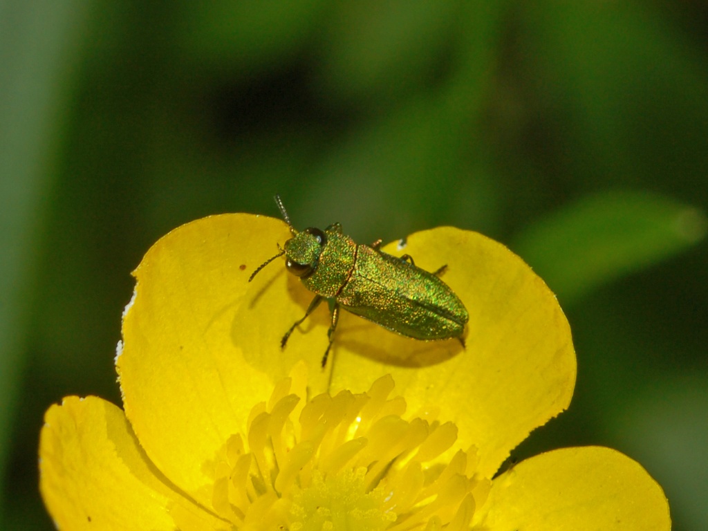 Anthaxia nitidula (Buprestidae)